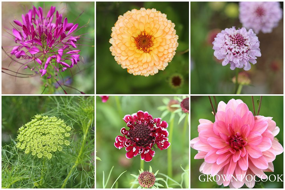 annual cut flowers