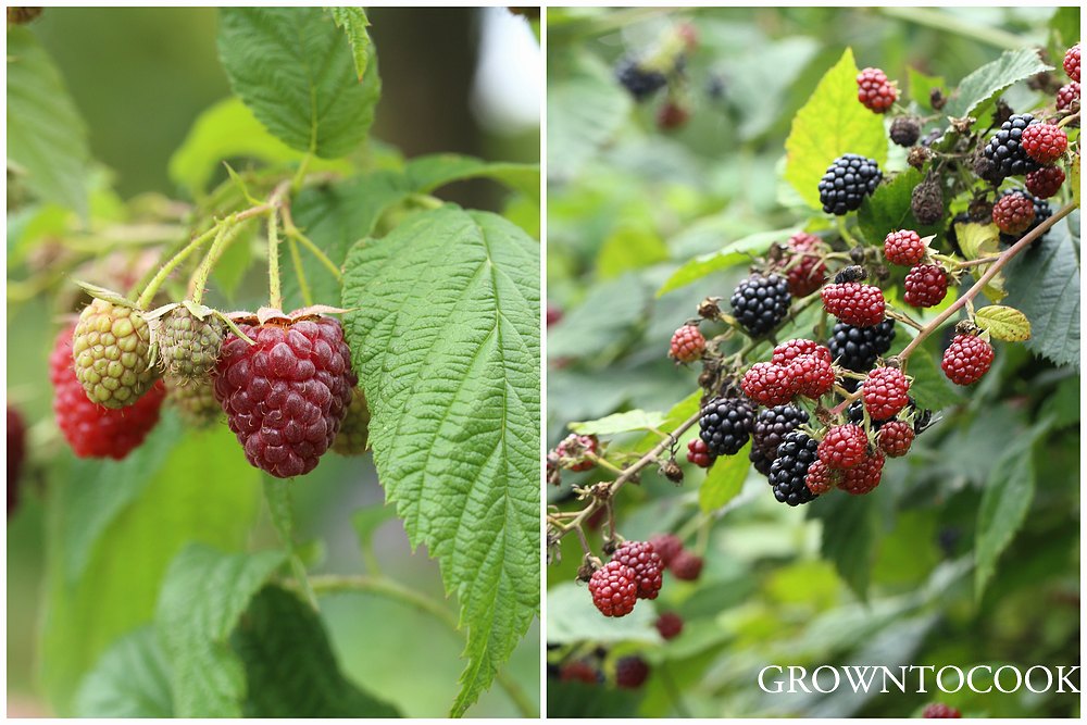 raspberry "Autumn Bliss" and blackberries