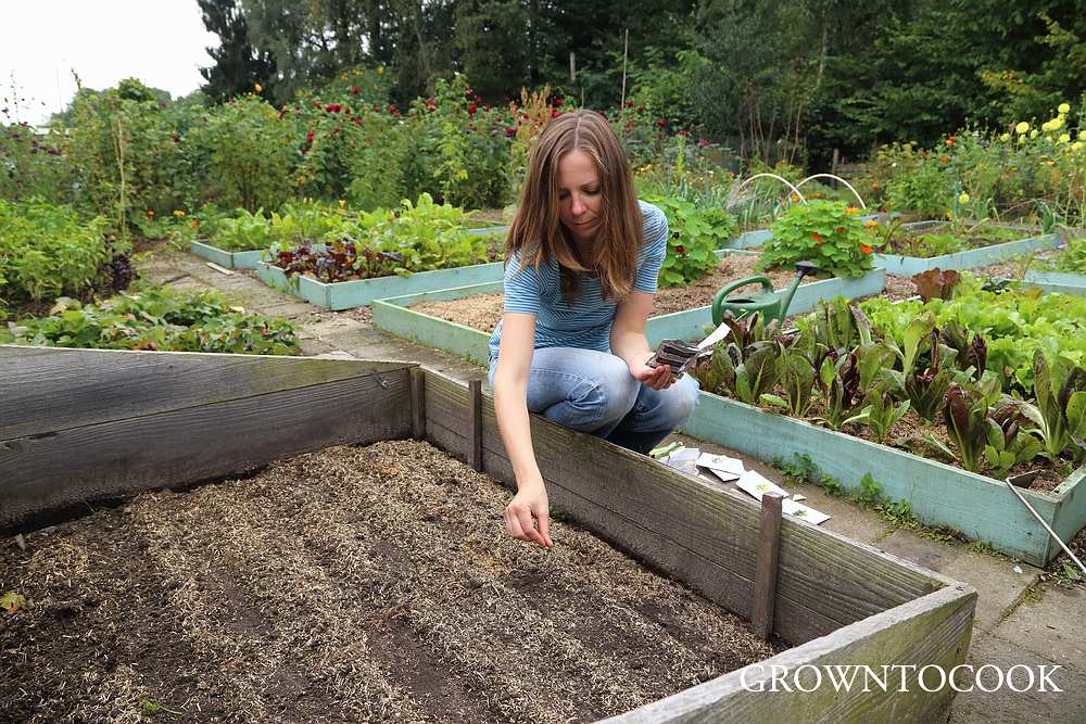 sowing winter greens in a cold frame