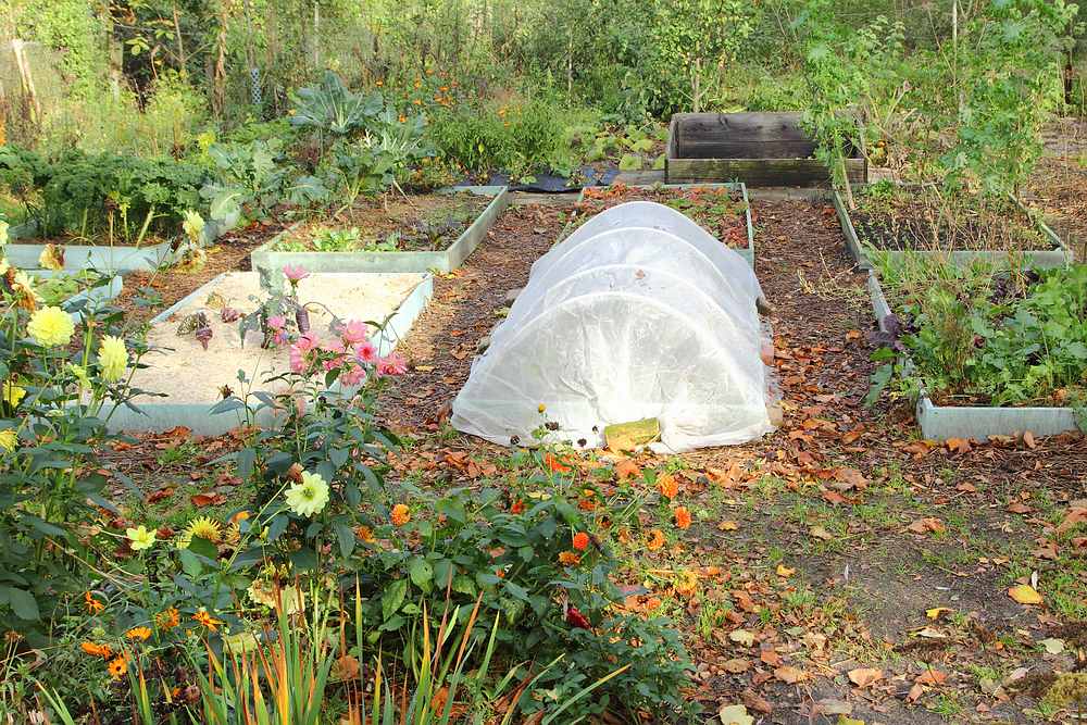 allotment in October