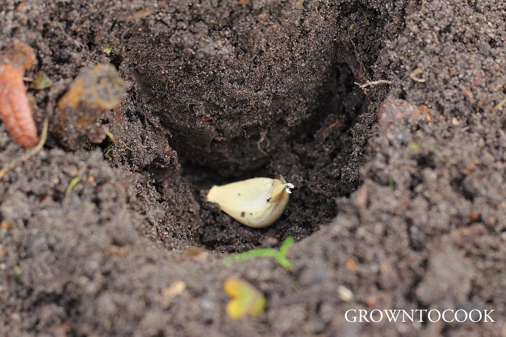 planting garlic