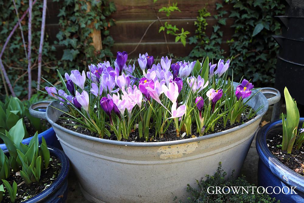 crocus "Vanguard" and "Flower Record"