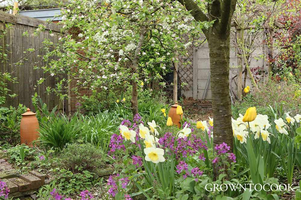 spring bulbs in the edible forest garden