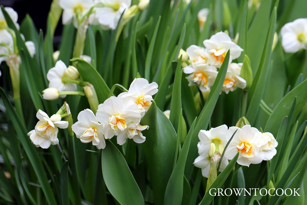 narcissus "Sir Winston Churchill"