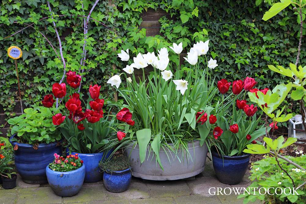 spring bulbs in containers