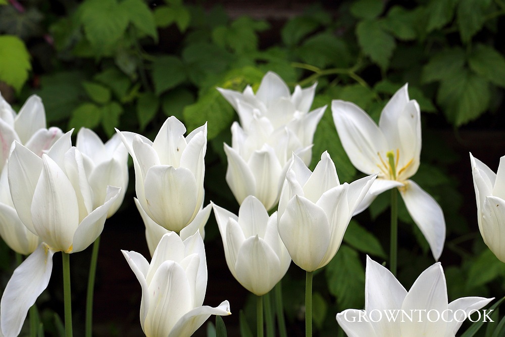 tulip White Triumphator