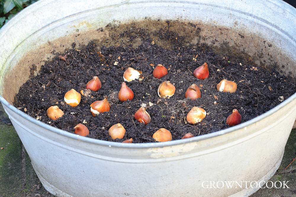 planting tulip bulbs