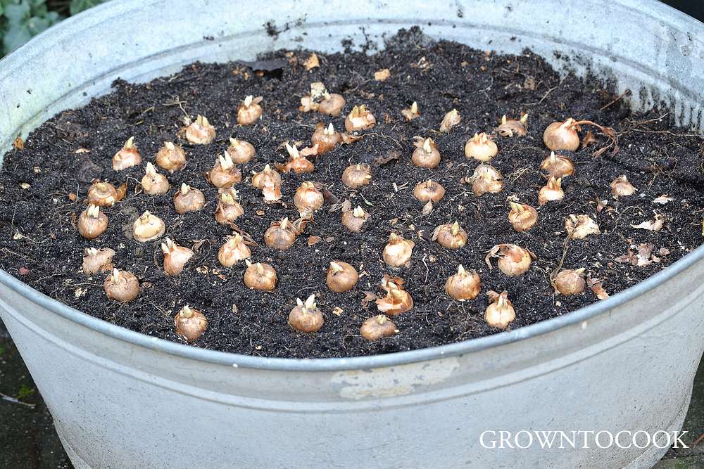 planting crocus bulbs