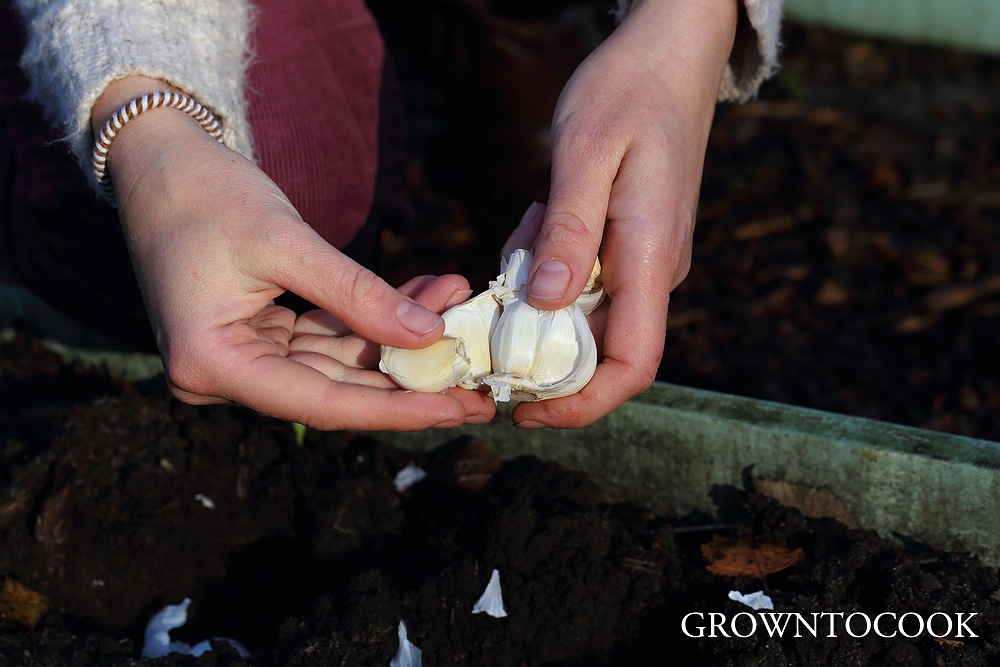 planting garlic "Thermidrome"