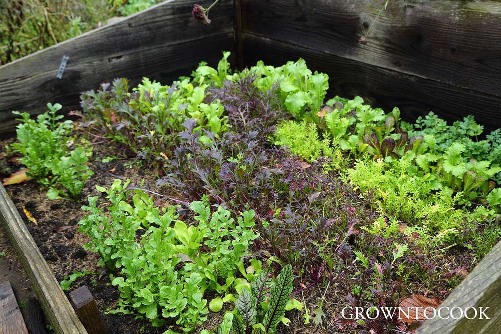 mustard leaves in cold frame