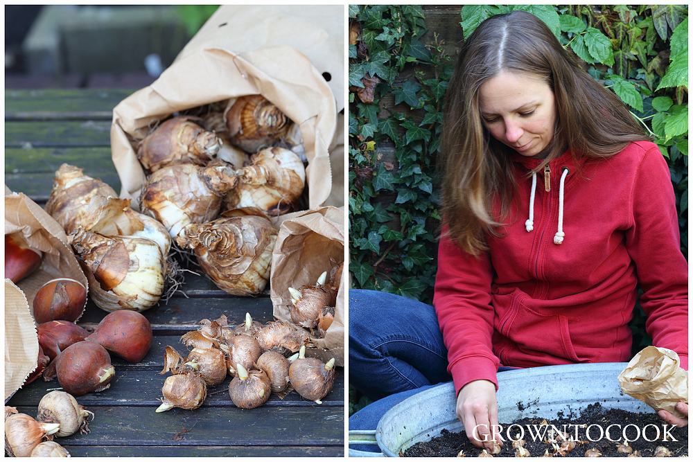 planting spring bulbs in containers