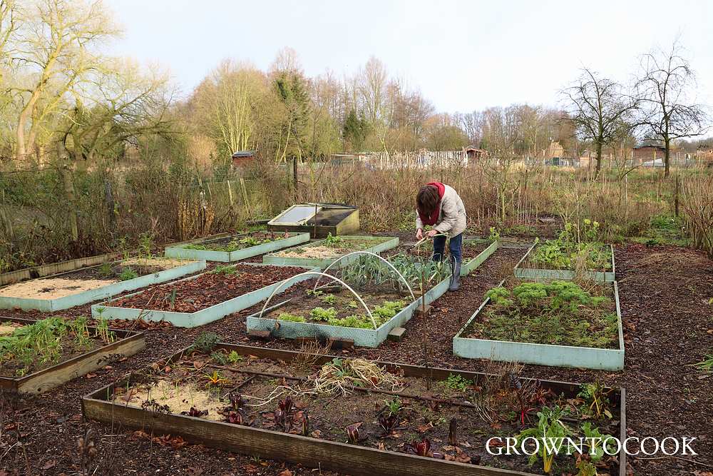 allotment in january