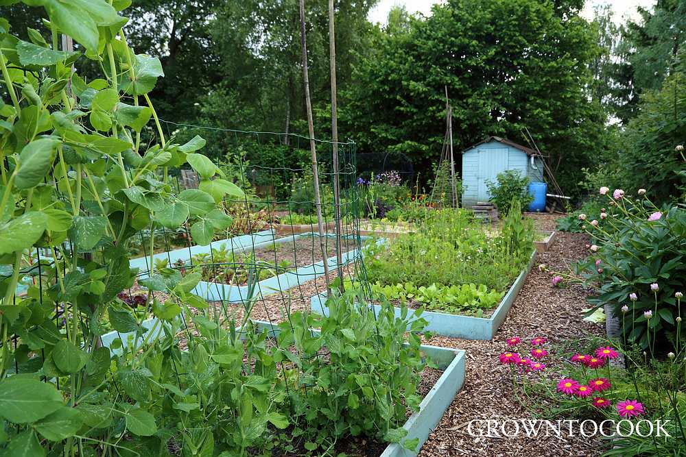 allotment 30th May