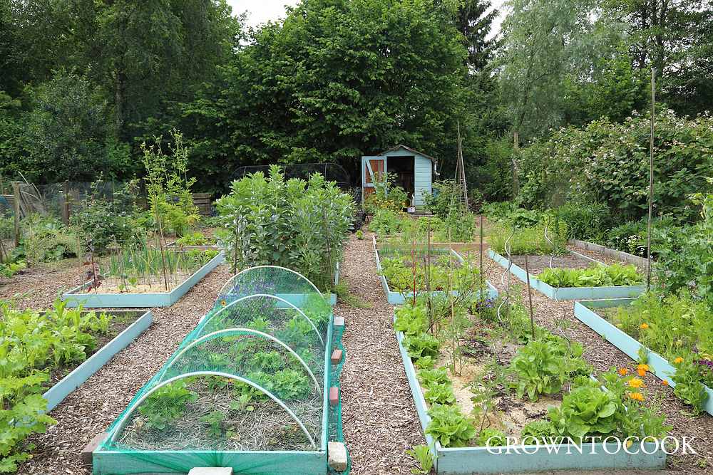 Allotment 15th June