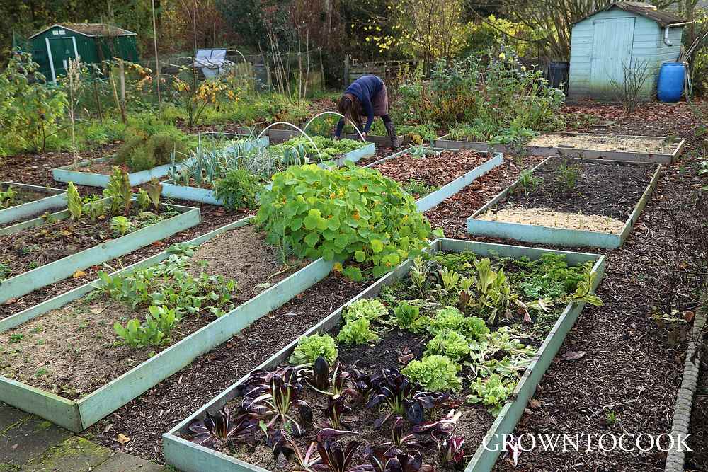 allotment 23rd November