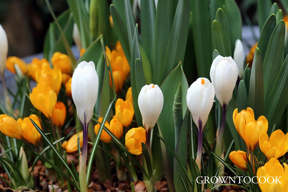 crocuses