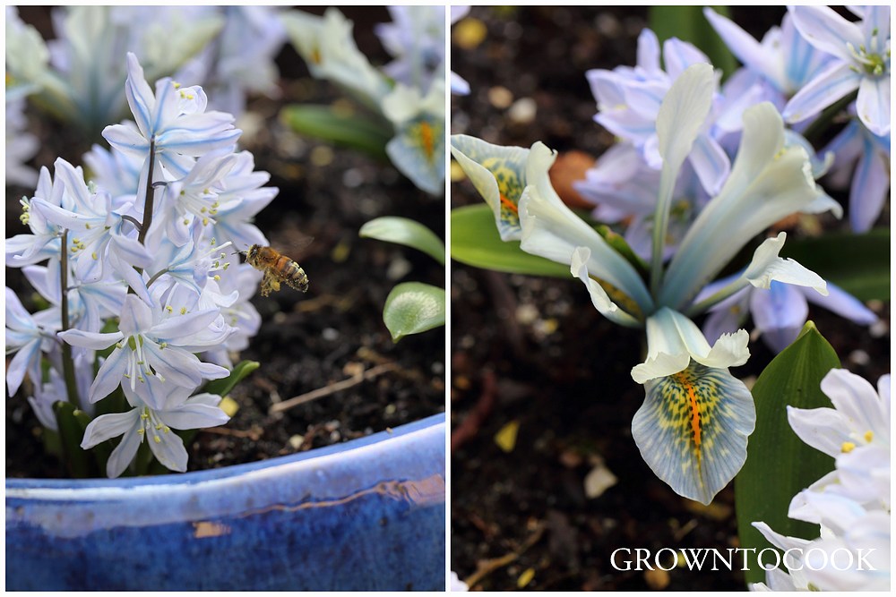 scilla mischtschenkoana and iris frank elder