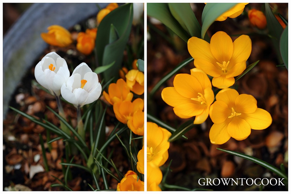 crocus Yellow mammoth and Jeanne d'arc