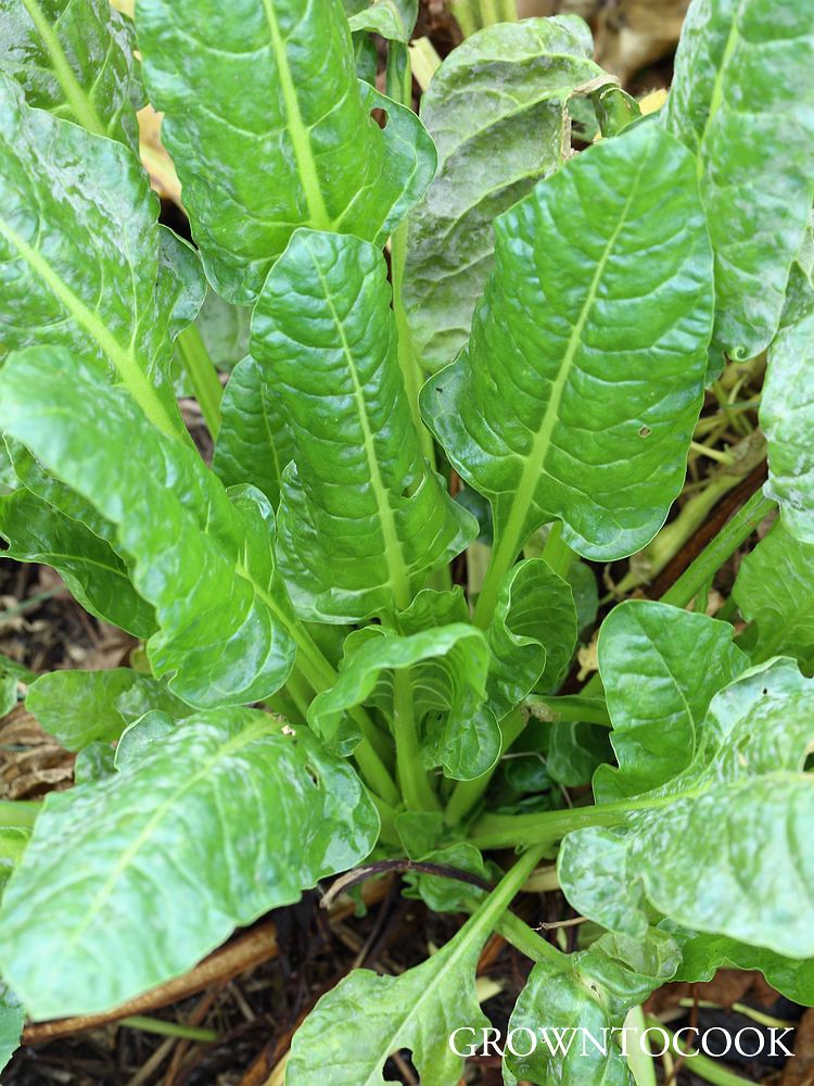 chard, perpetual spinach