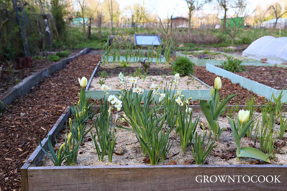 spring bulbs in the kitchen garden