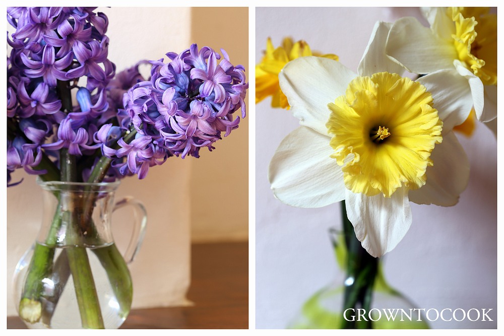 hyacinth and narcissus "Ice Follies"