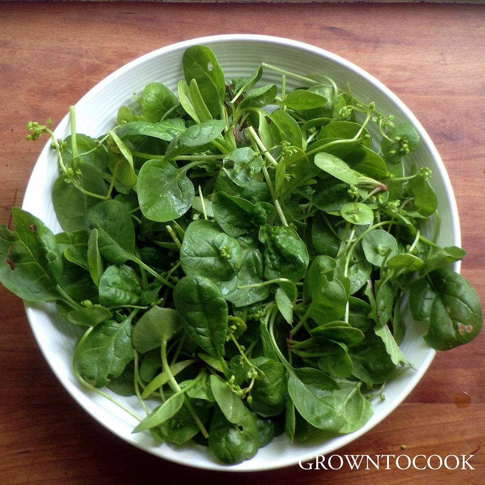 spinach and winter purslane salad