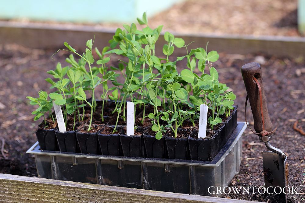 sugar snap peas in roottrainers