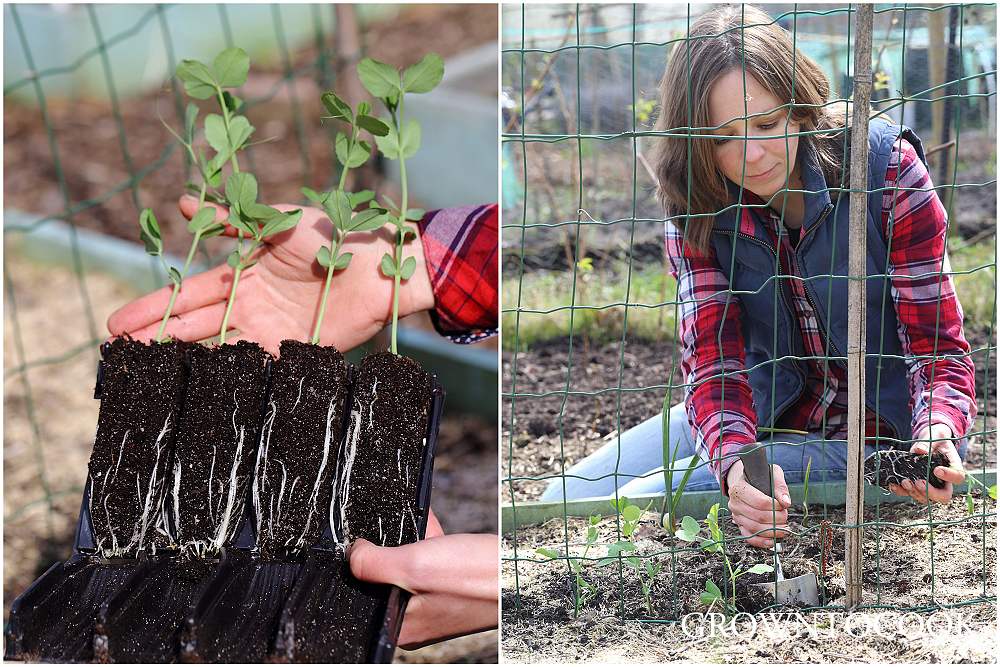 planting out sugar snap peas