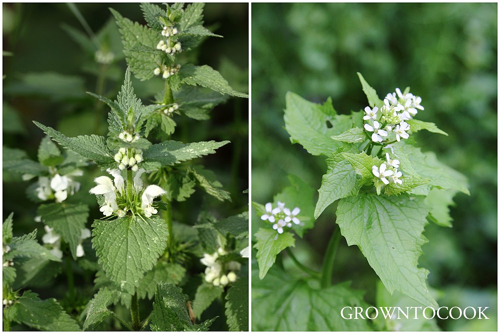 white nettle and garlic mustard