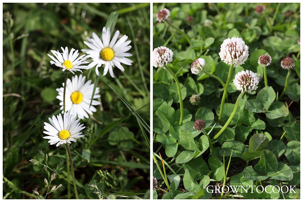 common daisy and white clover