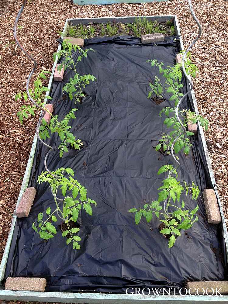 tomato bed