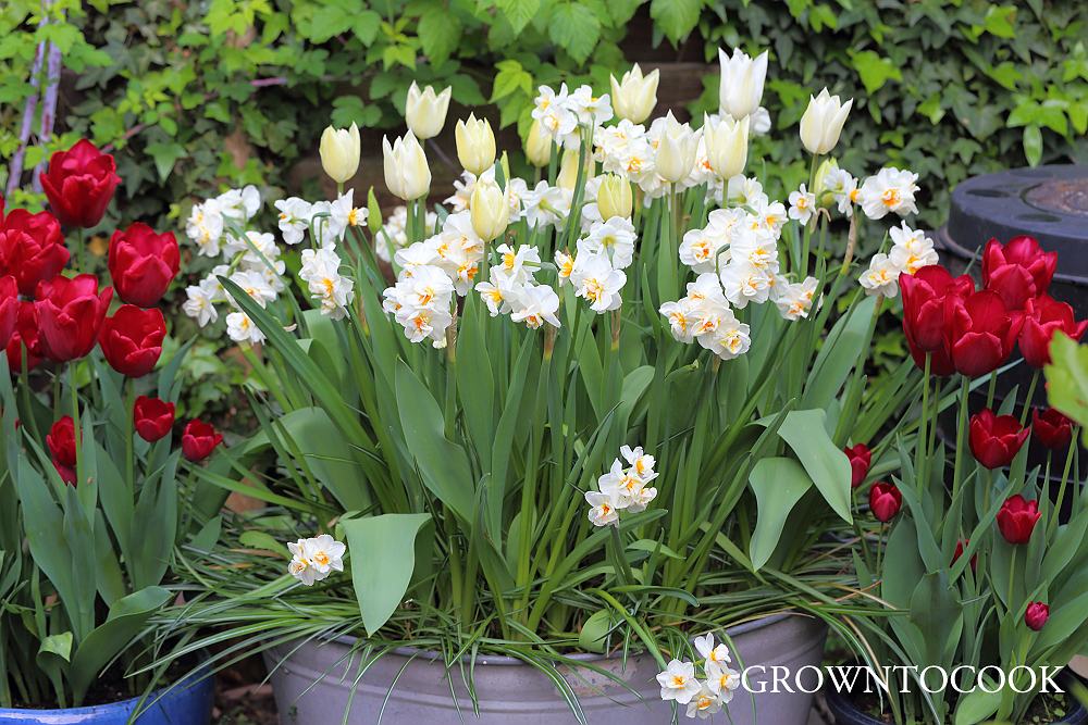 spring bulbs in containers 