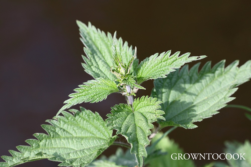 nettle urtica dioica