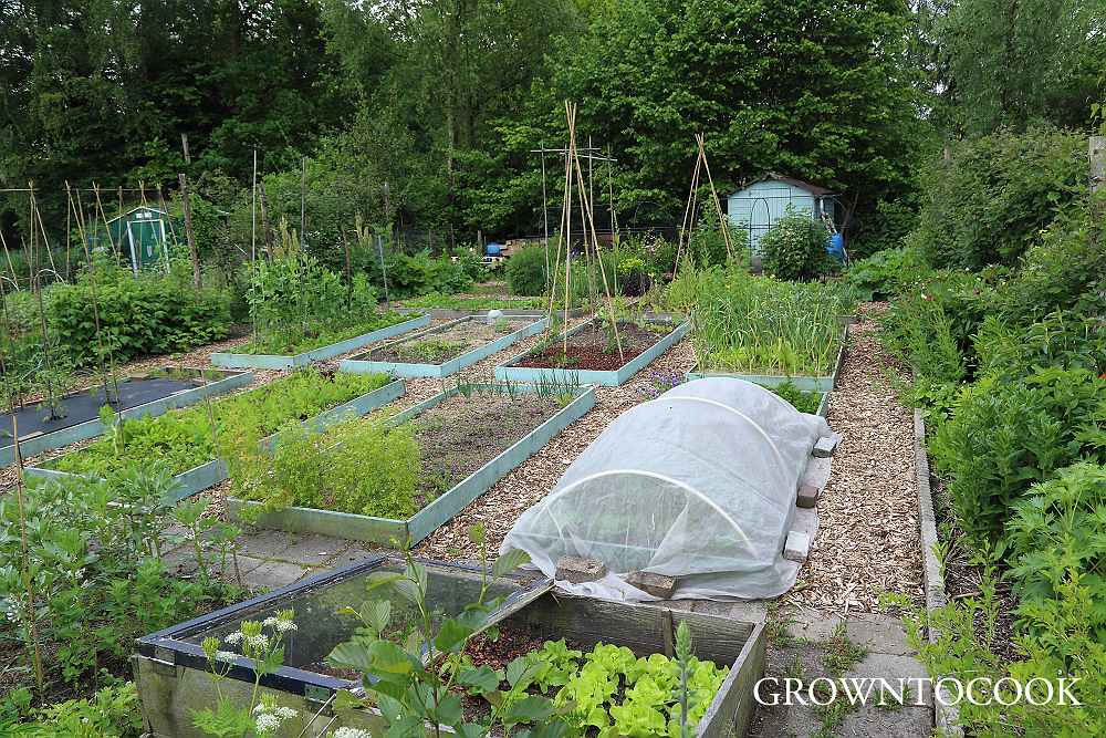 allotment in may