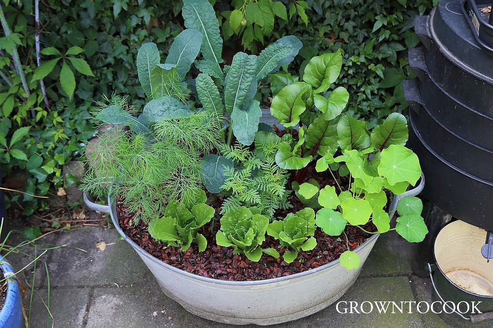 vegetable polyculture in a container