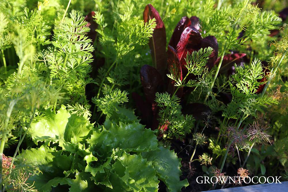 annual vegetables polyculture