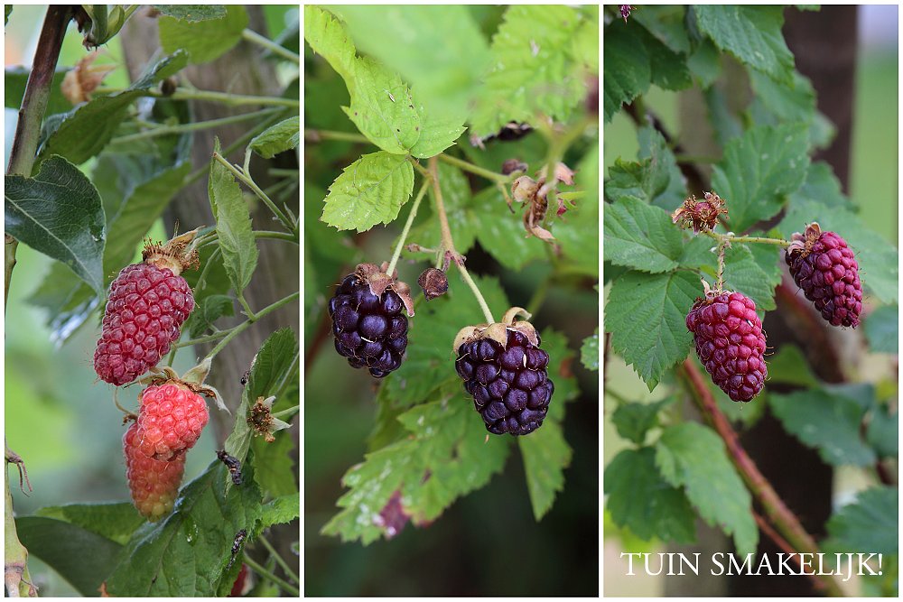 summer berries