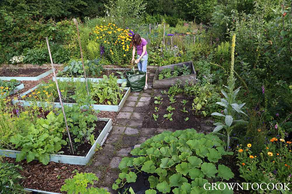 allotment in august