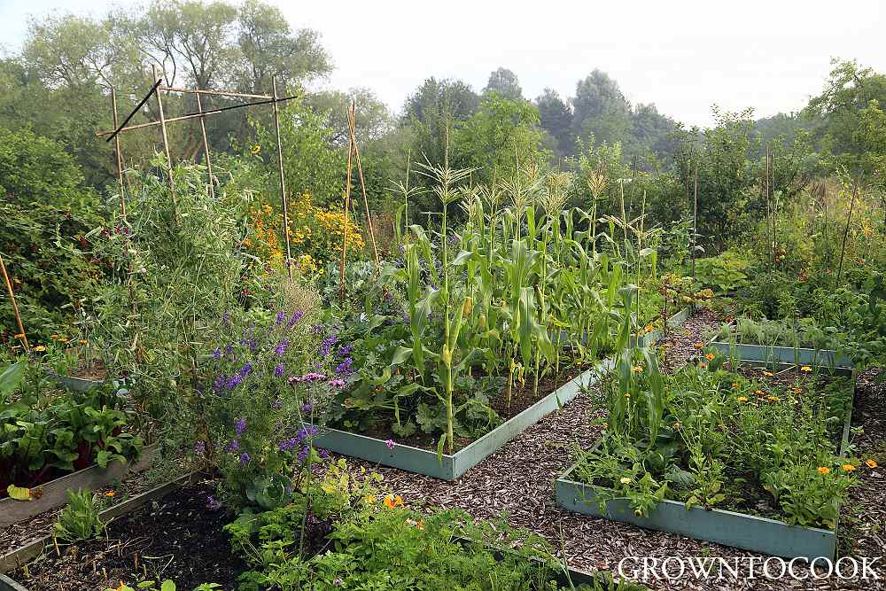 allotment in august
