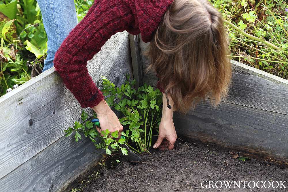 planting parsley in cold frame