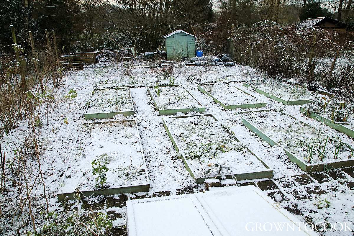 our kitchen garden under a dusting of snow