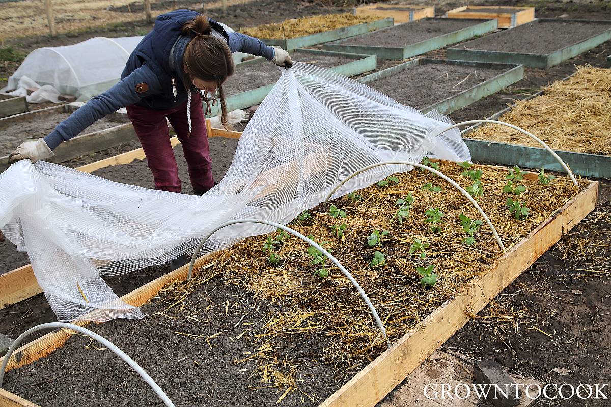 planting out broad beans