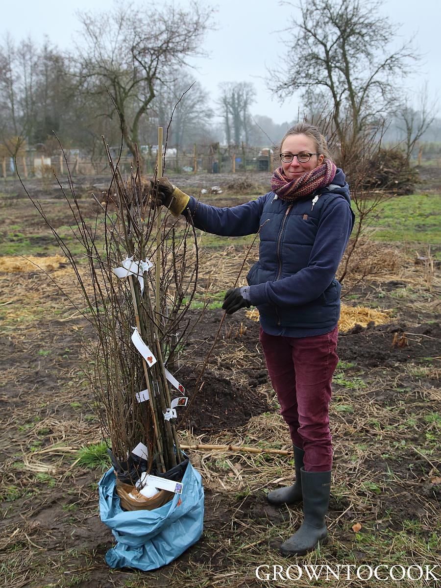 fruit trees