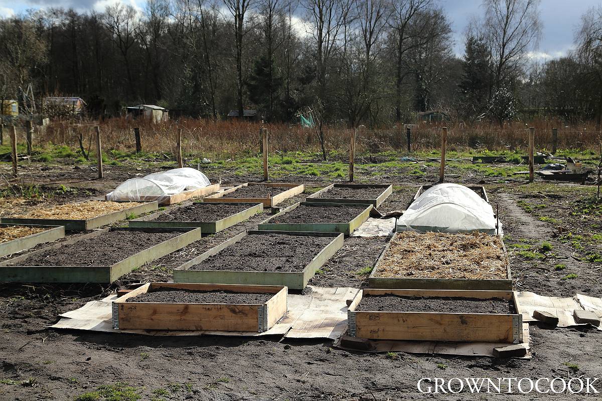 kitchen garden