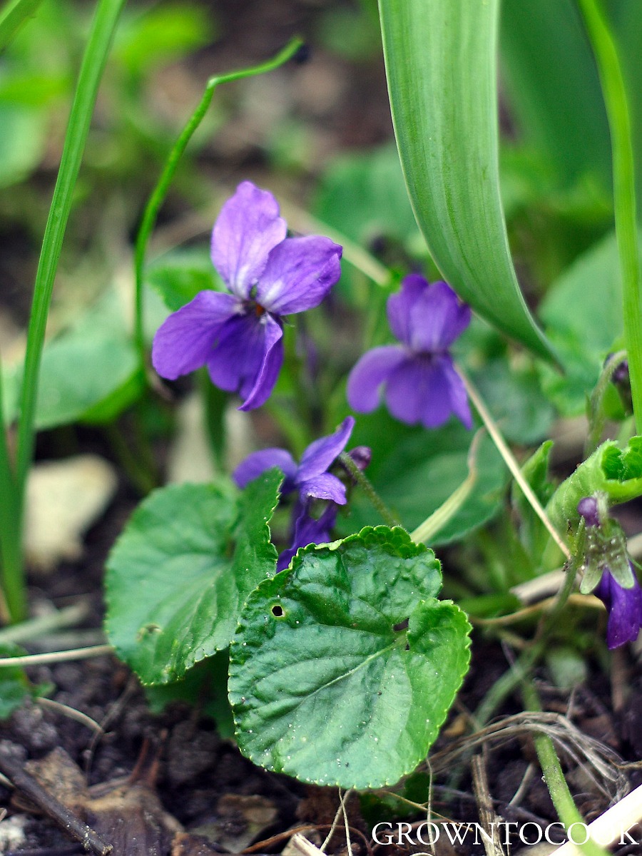 sweet violet Viola odorata