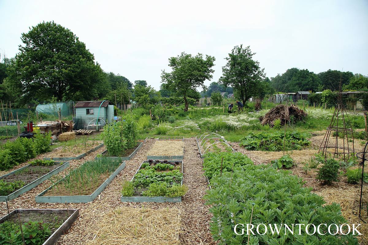 permaculture garden in may