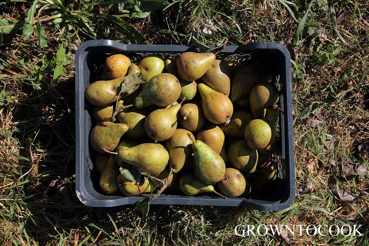 pear harvest