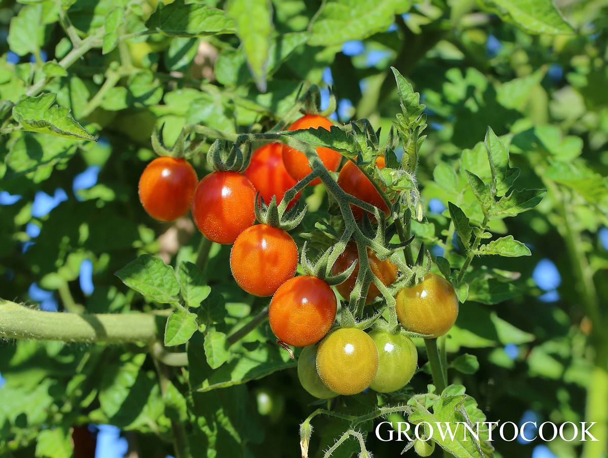 tomato 'Matt's Wild Cherry'