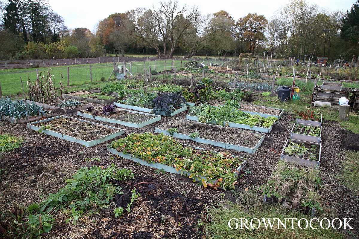 kitchen garden in november