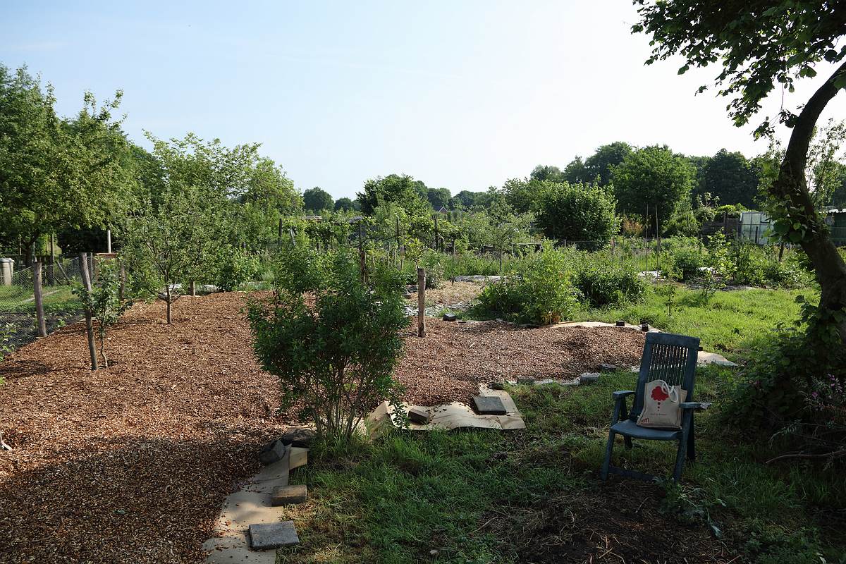 mulching with wood chips